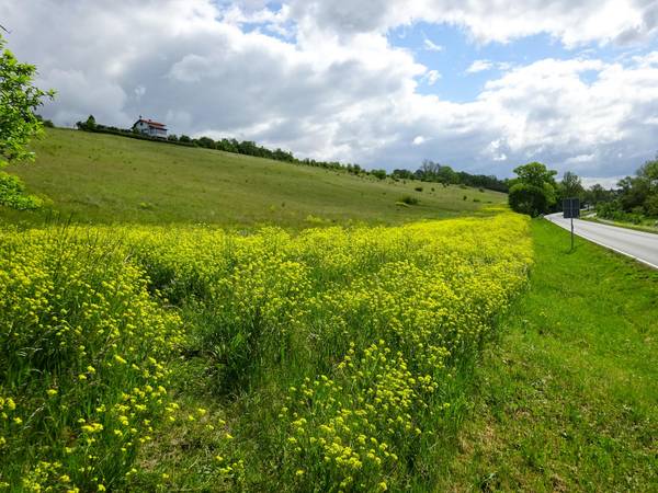 Orientalische Zackenschote (Bunias orientalis) , Archivbild.
