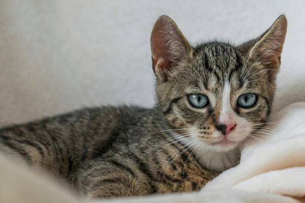 Katzenbaby