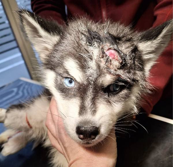 Kennt jemand den Hund?