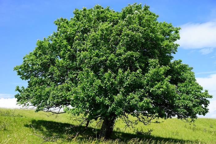 Echte Mehlbeere (Sorbus aria), Symbolbild.