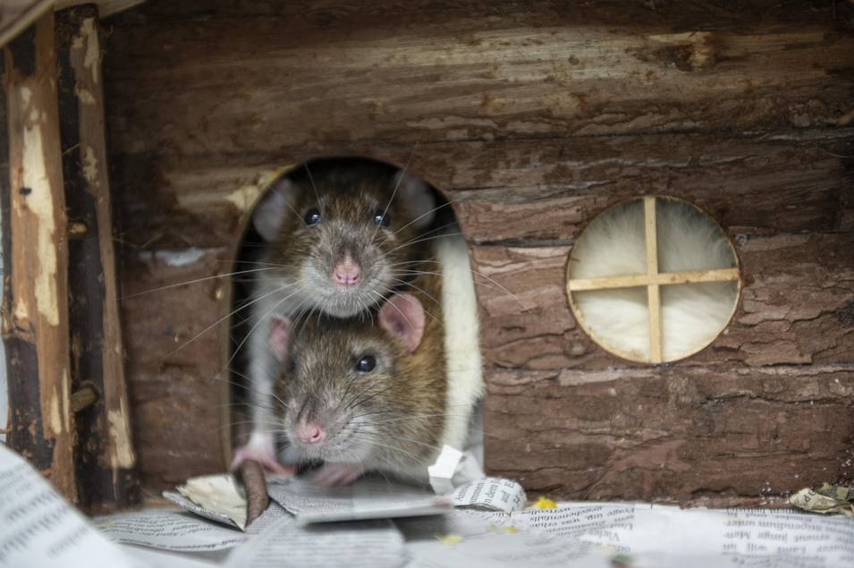 Mit den verkauften Verköstigungen und den gesammelten Spenden konnten insgesamt 1.467,76 Euro eingenommen werden, die ausnahmslos dem Wohl der Tiere zukommen.