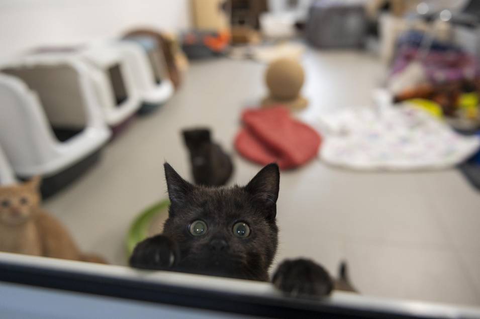 Mit den verkauften Verköstigungen und den gesammelten Spenden konnten insgesamt 1.467,76 Euro eingenommen werden, die ausnahmslos dem Wohl der Tiere zukommen.