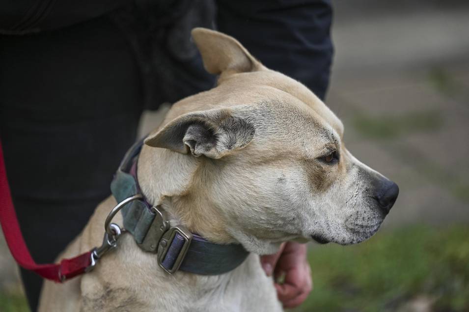 Mit den verkauften Verköstigungen und den gesammelten Spenden konnten insgesamt 1.467,76 Euro eingenommen werden, die ausnahmslos dem Wohl der Tiere zukommen.