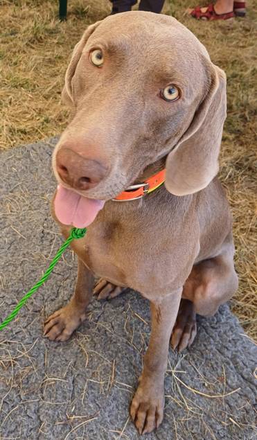 Hondo Hartmann war ebenfalls bei der Übung anwesend und genoss als nicht aktives Seuchenübungsmitglied die Streicheleinheiten der Teilnehmer.