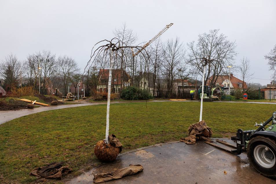 Am Spitalweg (Polizeispielplatz) wurden im Rahmen der jährlichen Baumpflanzung sechs Klimabäume  und zum ersten Mal Willkommensbäumchen für die Neugeborenen 2024 gepflanzt.