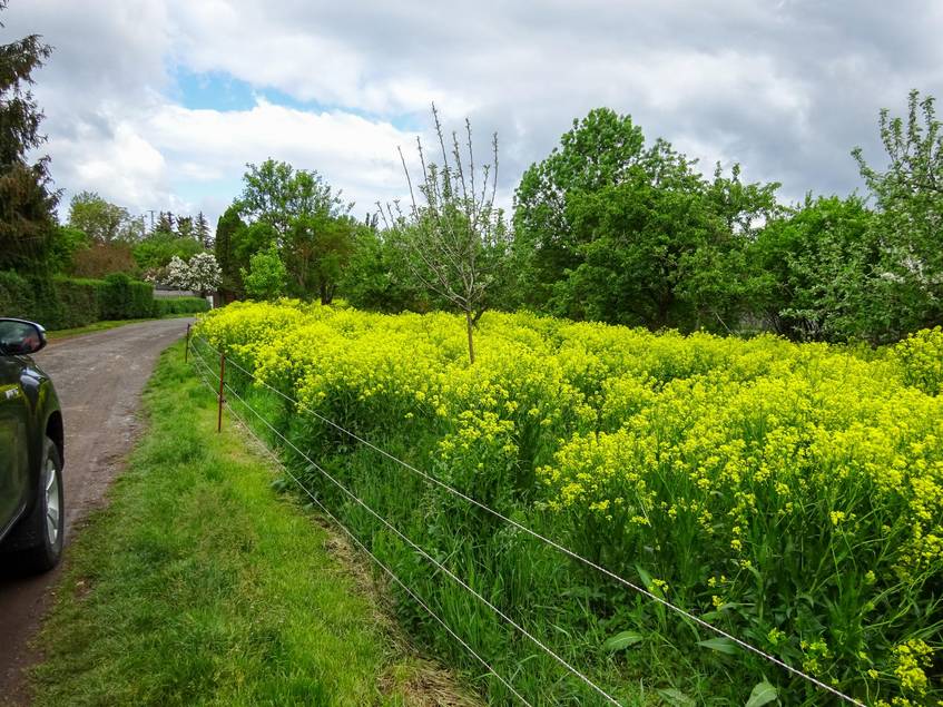 Orientalische Zackenschote (Bunias orientalis) , Archivbild.
