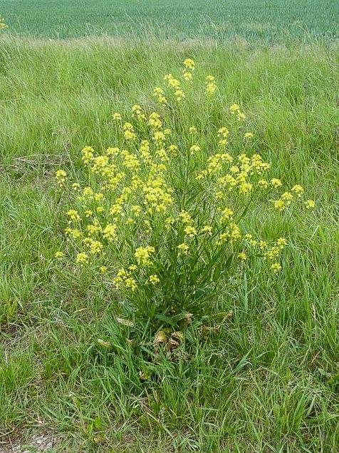 Orientalische Zackenschote (Bunias orientalis) , Archivbild.