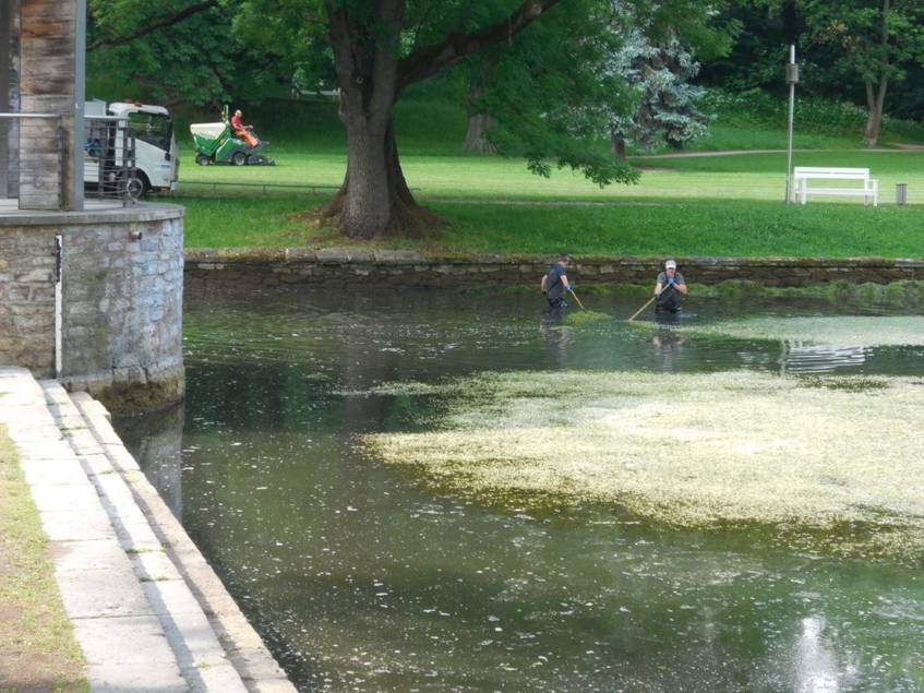 Reinigung Weimarhallenteich