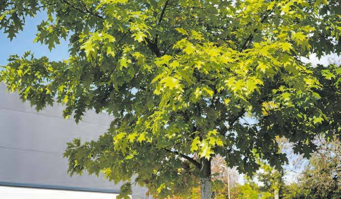 Baum des Jahres 2025: Die Roteiche