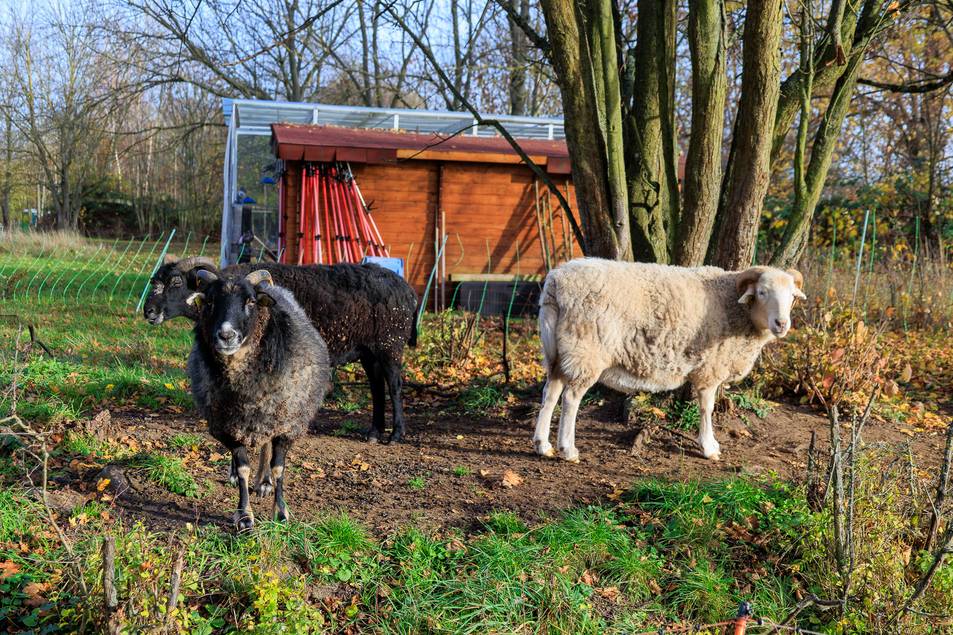 Das weitläufige Gelände befindet sich oberhalb Herders Ruh.