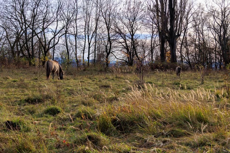 Das weitläufige Gelände befindet sich oberhalb Herders Ruh.