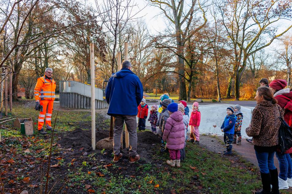 Die Flatterulme (Ulmus laevis) wurde direkt am Spielplatz im Weimarhallenpark gepflanzt.