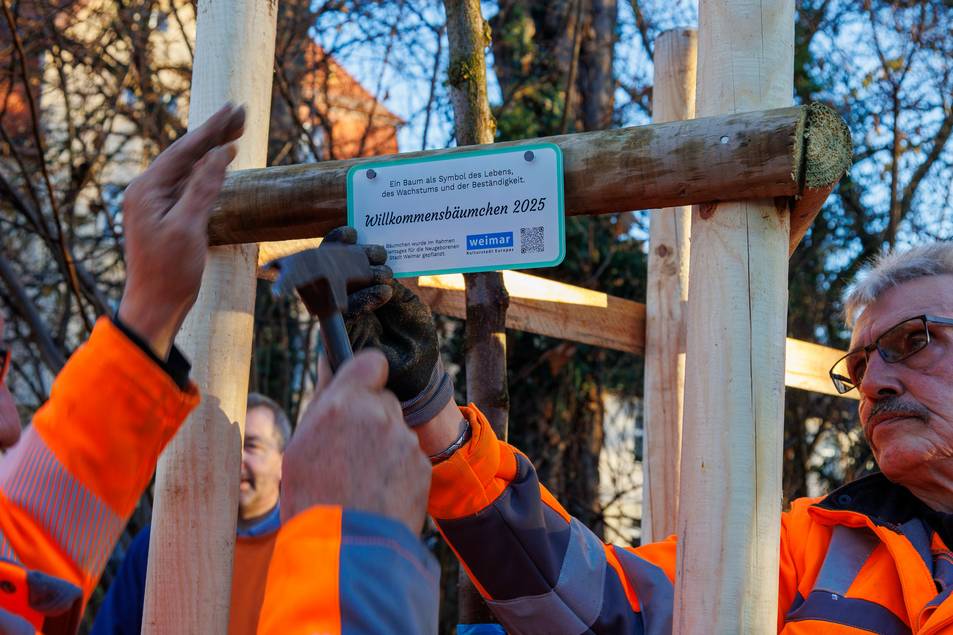 Die neu gepflanzte Ulme ist Teil des städtischen Projekts „Willkommensbäumchen“.