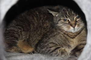 getigerte Katze