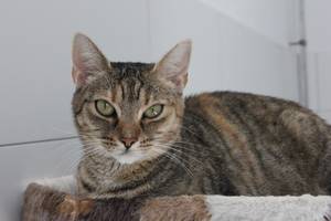 Katze