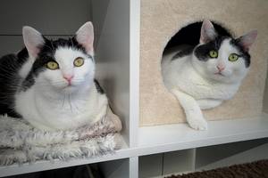 zwei schwarz weiße Katzen