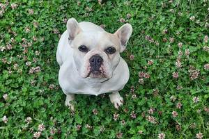 Französische Bullddogge