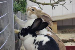 zwei Kaninchen