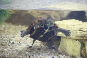 Chinesische Dreikielschildkröte