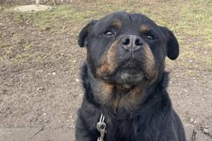 Rottweiler, Frontalansicht