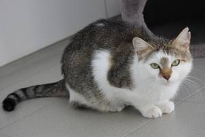 grau weiße Katze