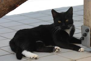 schwarz weiße Katze