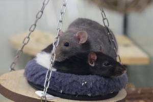 zwei Ratten