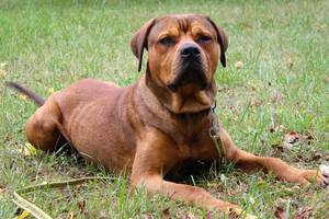 Ridgeback-Rottweiler-Mischling