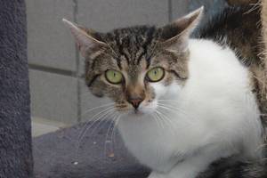 weiß braune Katze