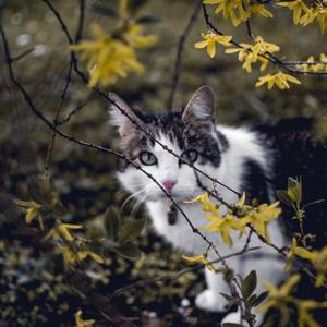 Katze, versteckt sich hinter dünnen Zweigen mit gelben Blüten