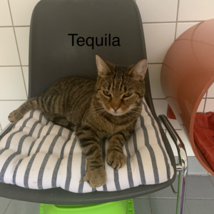 Tequila