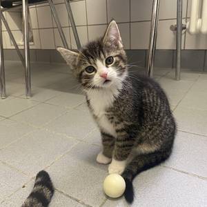 grau getigerter Kater mit weißer Schnauze