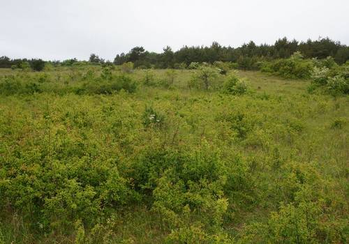 Erhaltung von Offenland-Lebensräumen auf dem Ettersberg wird fortgesetzt