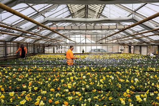 Die zehn Kolleginnen und Kollegen mit dem grünen Daumen sorgen alljährlich für die Blumenpracht, die in den zwei Tröbsdorfer Gewächshäusern auf einer Fläche von 1.700 Quadratmetern herangezogen wird.