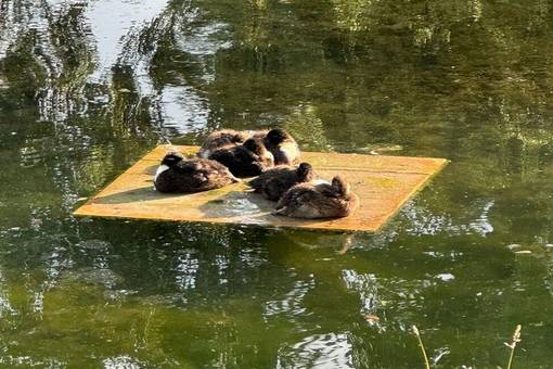 Enten