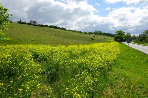 Orientalische Zackenschote (Bunias orientalis) , Archivbild.