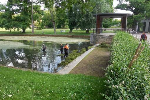 Reinigung Weimarhallenteich