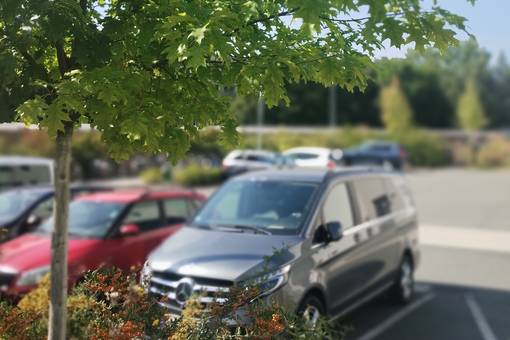 Die Roteiche (Quercus rubra) ist Baum des Jahres 2025