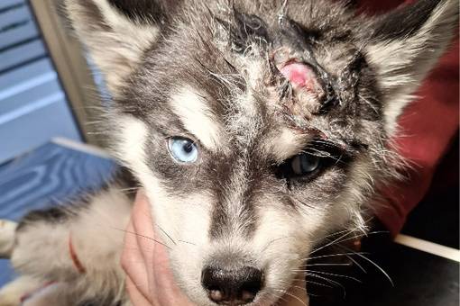 Kennt jemand den Hund?