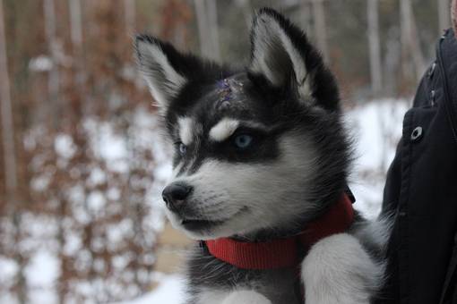Husky-Welpe „Vido“
