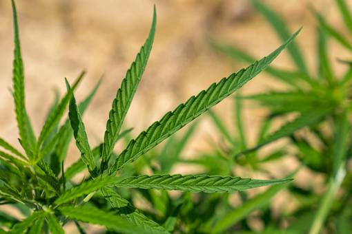 Symbolbild: Cannabispflanze