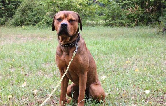 Diego ©Tierheim Weimar Ridgeback-Rottweiler-Mischling