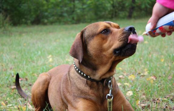Diego ©Tierheim Weimar Ridgeback-Rottweiler-Mischling