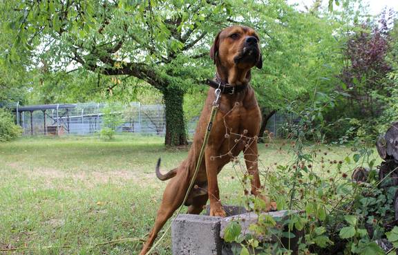 Diego ©Tierheim Weimar Ridgeback-Rottweiler-Mischling