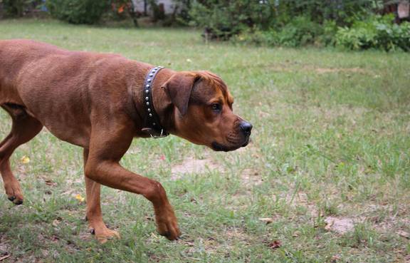 Diego ©Tierheim Weimar Ridgeback-Rottweiler-Mischling