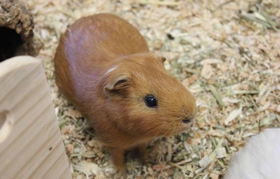 braunes Meerschweinchen