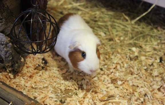 weiß braunes Meerschweinchen