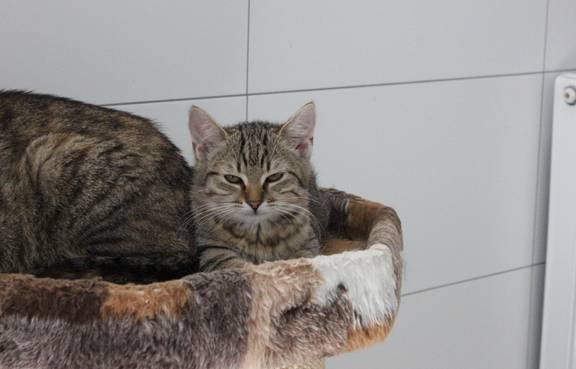 getigertes Kitten