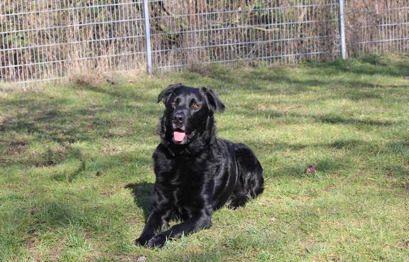Balu ©Tierheim Weimar schwarzer Hund