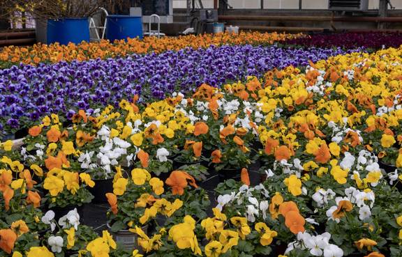 Die Gärtnerinnen und Gärtner haben in den letzten Wochen rund 40.000 Blumen in 40 verschiedenen Sorten und Sortenmischungen herangezogen.
